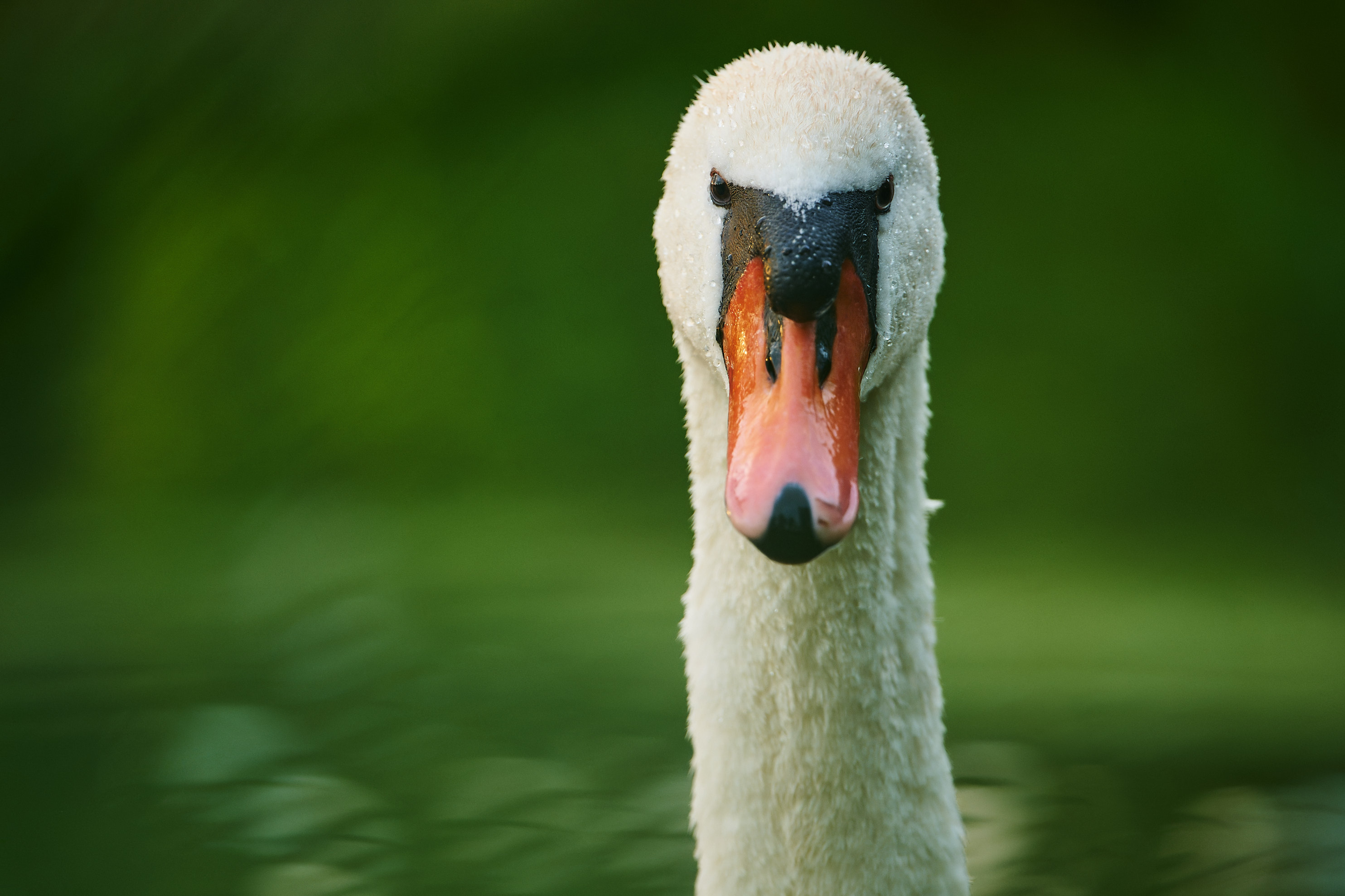 Swan eye contact